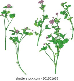 Set of line drawing clovers, wild flowers, hand drawn vector illustration