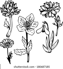 Set of line drawing flowers, hand drawn vector illustration