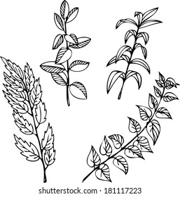 Set of line drawing flowers, hand drawn vector illustration