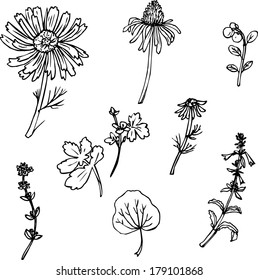 Set of line drawing herbs, hand drawn vector illustration