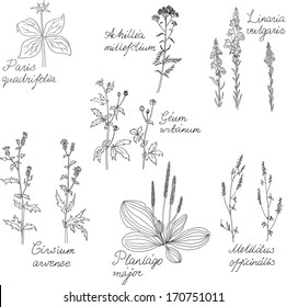 Set of line drawing herbs with Latin names, vector illustration