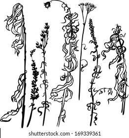 Set of line drawing herbs, vector illustration