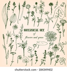 Set of line drawing herbs, vector illustration