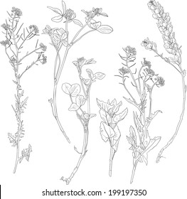 Set of line drawing herbs, wild flowers, hand drawn vector illustration