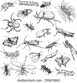 set line drawing insects  hand drawn vector illustration
