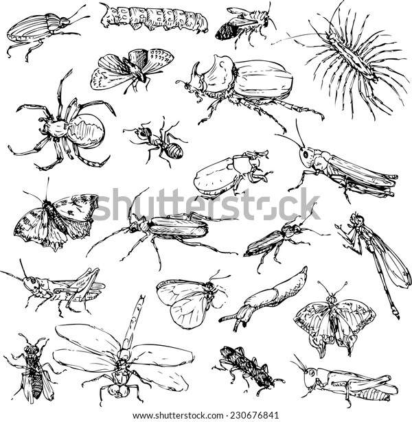 Set Line Drawing Insects Hand Drawn Stock Vector (Royalty Free) 230676841