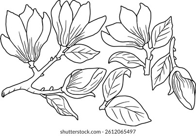 Set of  line drawing magnolia flower elements