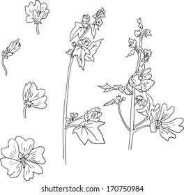 Set of line drawing mallow flowers, leaves, stems and shoots, vector illustration