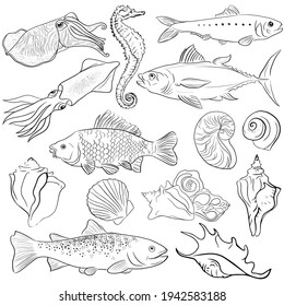 Set of line drawing marine animals