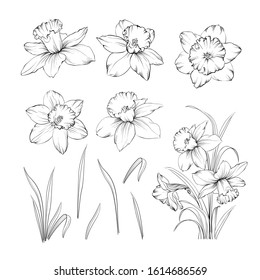 Set of line drawing narcissus. Daffodils blossom bundle. Black flowers isolated over white. Flowers contour collection. Vector illustration.