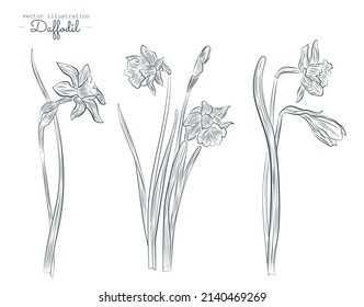 Set of line drawing narcissus. Daffodils blossom bundle. Black flowers isolated over white. Flowers contour collection. Vector illustration.