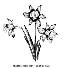 Set of line drawing narcissus, vector illustration Daffodil Bouquet Doodle. For posters, textiles, etc. Cartoon daffodil vector illustration. Narcissus flower or daffodil isolated on white background 