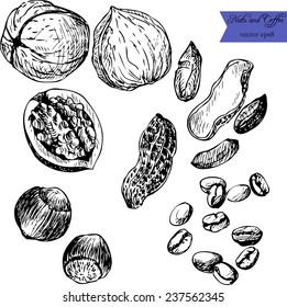set of line drawing nuts, hand drawn vector illustration