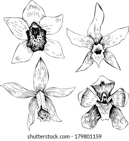 Set of line drawing orchids, hand drawn vector illustration