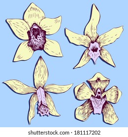 Set of line drawing orchids, hand drawn vector illustration