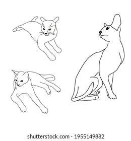 Set of line drawings of cats in different poses: sitting, lying, sleeping