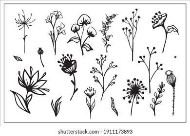 set of line drawings of herbs, leaves, flowers of berries, black and white graphics