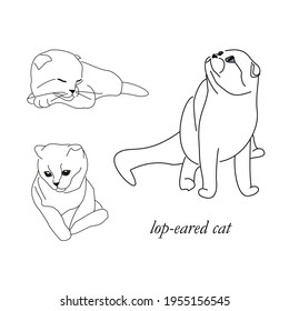 Set of line drawings of a lop-eared cat in different poses: sitting, lying, sleeping