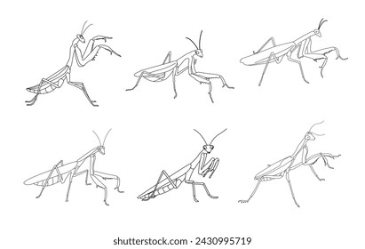 Set of line drawings of praying mantis isolated on white background. Illustration of a praying mantis