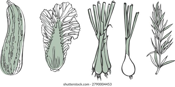 A set of line drawings of vegetables: fresh produce sketches, vector illustrations for food branding and menu design. Vegetable sketches include zucchini, bok choy, green onions, shallots, and rosemary.