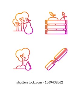Set line Gardening handmade scissors for trimming, Watering Tree, Tree with pears and Wooden box for fruits and vegetables. Gradient color icons. Vector