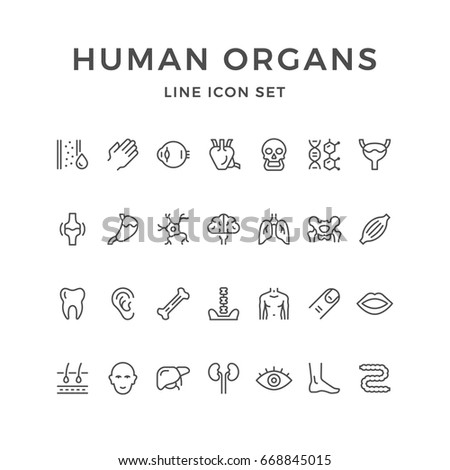 Set line icons of human organs isolated on white. Contains such icons as heart, liver, skull, brain, ear, spine, head, leg, palm, eye, dna, mouth, lungs, bladder, tooth and more. Vector illustration
