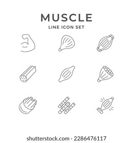 Set line icons of muscle