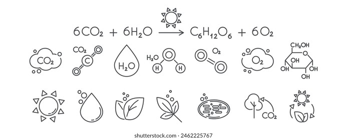 A set of line icons related to photosynthesis. Equation, chloroplast, chlorophyll, sun, water, glucose, sugar, leaf, plant vector illustration. Editable Strokes