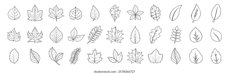 Set of line leaf icons isolated on transparent background. Ecology icons. Nature organic isolated illustration. Vegetarian or vegan label