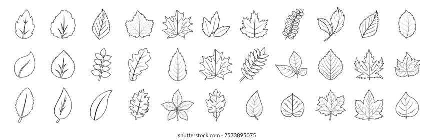 Set of line leaf icons on transparent background. Leaves of trees and plants. Elements design for natural, eco, vegan, bio labels.