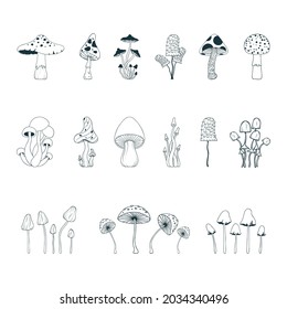 Set with line mushrooms. Psychedelic fungi, fungus collection.