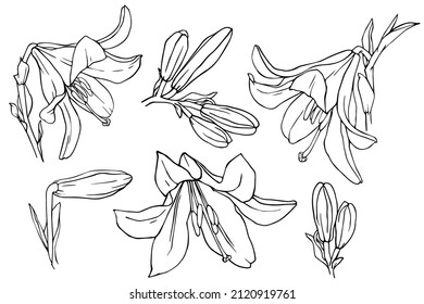 A set of line sketches of a blooming lily flower and unopened buds with leaves.Vector graphics.