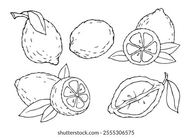 Set of line sketches of citrus fruit lemon. Vector graphics.