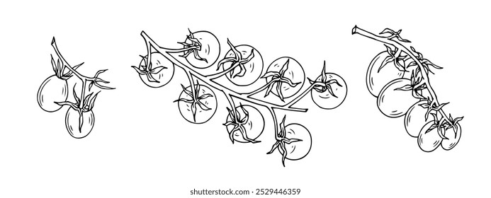 Conjunto de bocetos de línea, garabatos de frutas de tomate cherry. Gráficos de Vector.