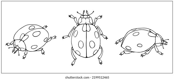 Set of line sketches of ladybug beetles.Isolated vector graphic.