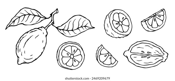 Set of line sketches, lemon doodles and citrus fruit slices.