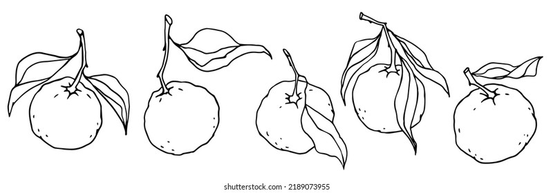 Set of line sketches of mandarin citrus fruit.Vector graphic.