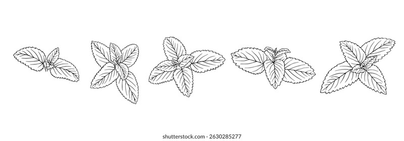 Set of line sketches of mint leaves. Vector graphics.