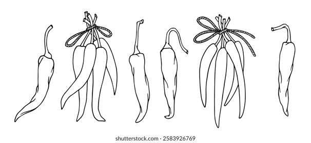 Set of line sketches, outlines of hot chili pepper pods. Vector graphics.