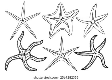 Set of line sketches, sea creatures outlines, echinoderms, starfish. Vector graphics.