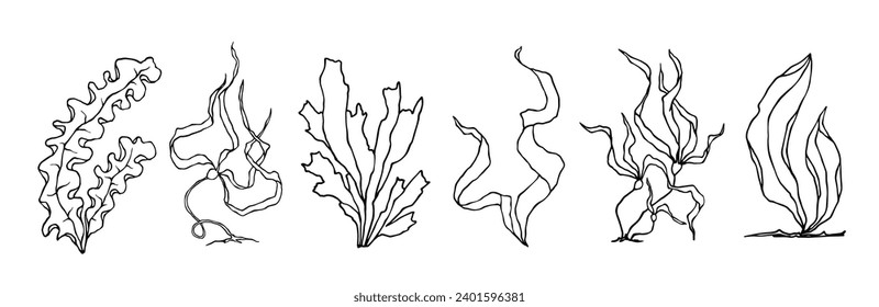 Set of line sketches of seaweed. Vector graphics.
