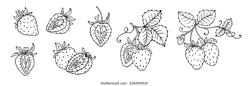 Set of line sketches of summer strawberries.Vector graphics.