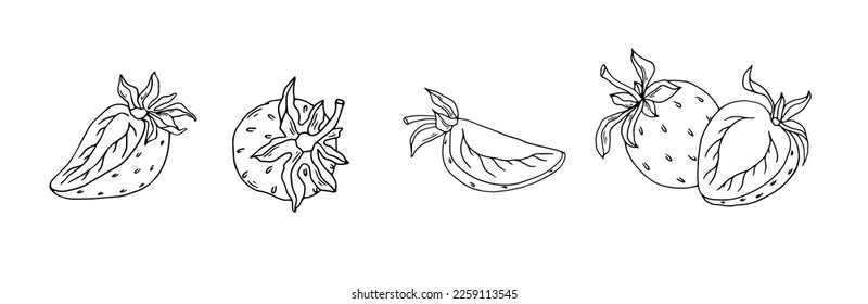 Set of line sketches of summer strawberries.Vector graphics.