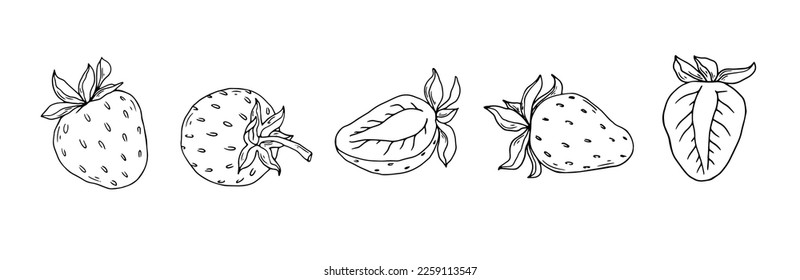Set of line sketches of summer strawberries.Vector graphics.