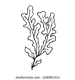Set of line sketches of various seaweeds.Vector graphics.	