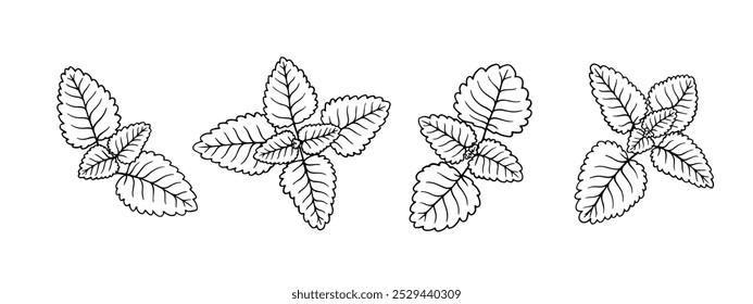 Conjunto de esboços de linha,contornos de folhas de menta.Elementos botânicos decorativos.Gráficos vetoriais.	
