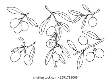 Set of linear branches of an olive tree with berries. Vector graphics.