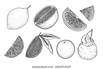 Set of linear citrus fruits isolated on white background. Sketch style  grapefruit, lemon, lime, bergamot. Halves and slices. Dot hatching. Hand drawn illustration.