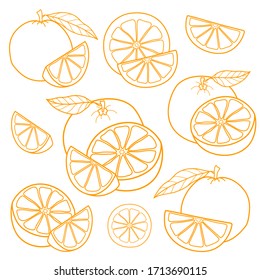 Set of linear color drawing oranges isolated on white background. Sketch for coloring booking page. Vector illustration