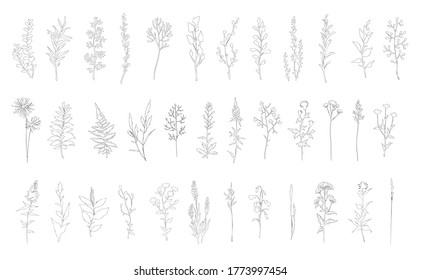 Set of linear contour sketch herbs. Vector illustration.